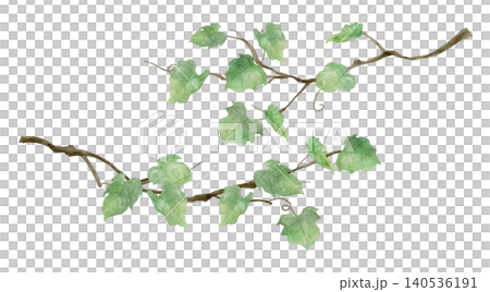 Ivy leaves painted in watercolor Ivy leaves painted in watercolor 140536191