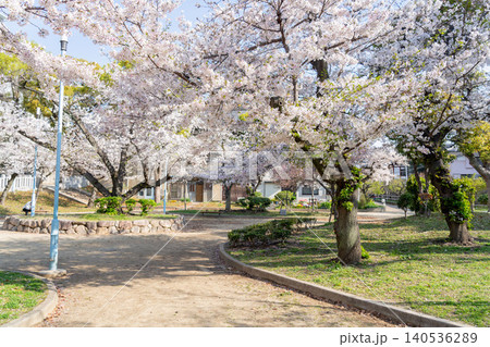 高津宮の桜 140536289
