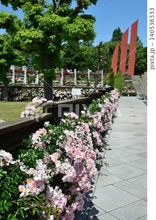 伊丹市立みどりのプラザ 春の荒牧バラ公園 伊丹市立みどりのプラザ 春の荒牧バラ公園 140536333