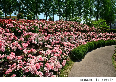 伊丹市立みどりのプラザ 春の荒牧バラ公園 伊丹市立みどりのプラザ 春の荒牧バラ公園 140536417