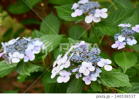 ヤマアジサイ「大甘茶」Hydrangea serrata "Ooamacha" ヤマアジサイ「大甘茶」Hydrangea serrata "Ooamacha" 140536537