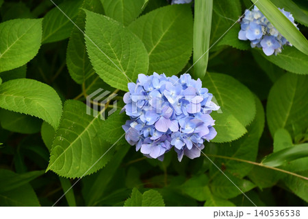 アジサイ Hydrangea アジサイ Hydrangea 140536538