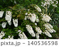 カシワバアジサイ Hydrangea quercifolia カシワバアジサイ Hydrangea quercifolia 140536598