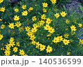 イトバハルシャギク Threadleaf coreopsis イトバハルシャギク Threadleaf coreopsis 140536599