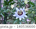 トケイソウ Passion flower トケイソウ Passion flower 140536600