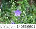 キキョウ Chinese bellflower キキョウ Chinese bellflower 140536601