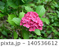 アジサイ「マスジャー」 Hydrangea ‘Masja’ アジサイ「マスジャー」 Hydrangea ‘Masja’ 140536612