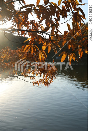 秋の紅葉した葉 秋の紅葉した葉 140536850
