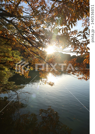 秋の紅葉した葉 140536851