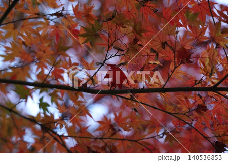 秋の紅葉した葉 140536853