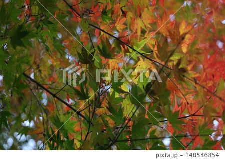 秋の紅葉した葉 秋の紅葉した葉 140536854