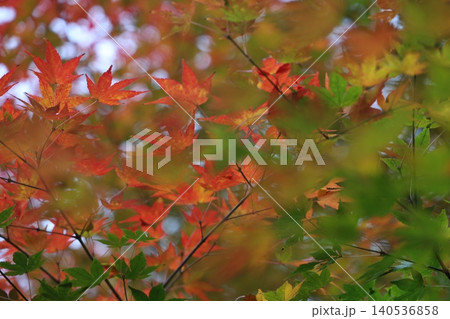 秋の紅葉した葉 秋の紅葉した葉 140536858
