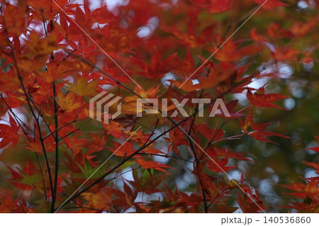 秋の紅葉した葉 秋の紅葉した葉 140536860