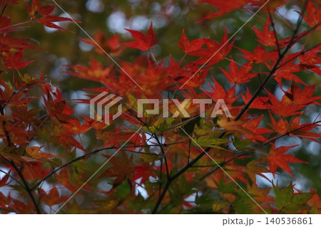 秋の紅葉した葉 秋の紅葉した葉 140536861