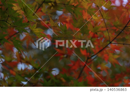 秋の紅葉した葉 秋の紅葉した葉 140536863