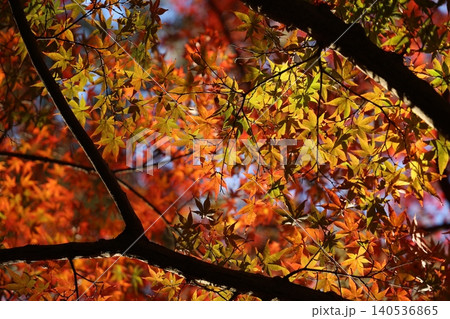 秋の紅葉した葉 140536865