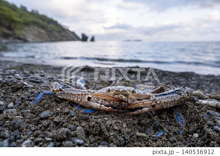 Blue Crab on Pebbles by the Seaside. Coastal Blue Crab on Beach Pebbles. Blue Crab on Pebbles by the Seaside. Coastal Blue Crab on Beach Pebbles. 140536912