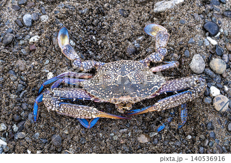 Blue Crab on Pebbles by the Seaside. Coastal Blue Crab on Beach Pebbles. Blue Crab on Pebbles by the Seaside. Coastal Blue Crab on Beach Pebbles. 140536916