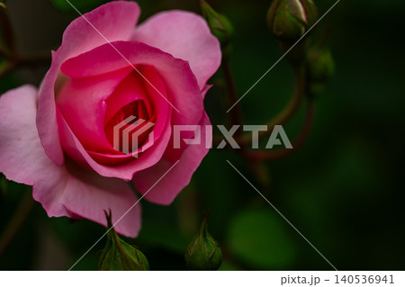 A lush rose with layered petals against a blurred background. A lush rose with layered petals against a blurred background. 140536941