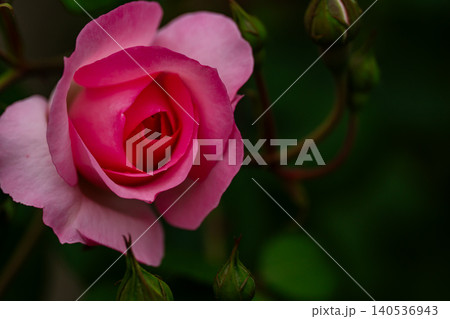 A romantic composition featuring a blooming soft-pink rose in the garden. A romantic composition featuring a blooming soft-pink rose in the garden. 140536943