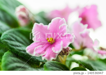 Pink Violet flowers senpolia bush with leaves at home Pink Violet flowers senpolia bush with leaves at home 140536947