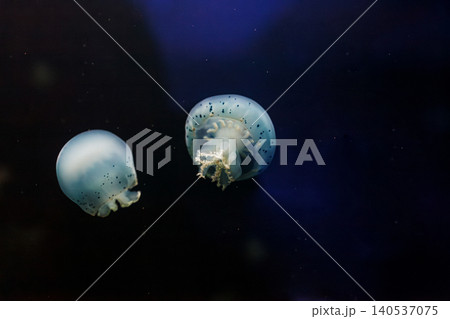 underwater photos of jellyfish Stomolophus meleagris, Cannonball jellyfish 140537075