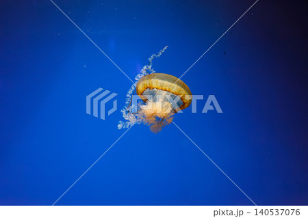 underwater photos of jellyfish chrysaora fuscescens jellyfish pacific sea nettle underwater photos of jellyfish chrysaora fuscescens jellyfish pacific sea nettle 140537076