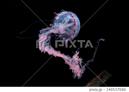 underwater photos of purple striped jelly chrysaora colorata underwater photos of purple striped jelly chrysaora colorata 140537080