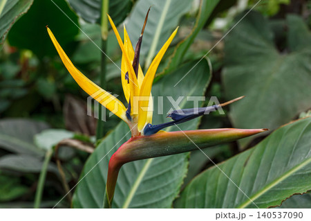 Flowering Strelitzia reginae plant in south africa Flowering Strelitzia reginae plant in south africa 140537090