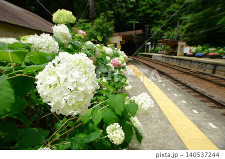 箱根登山鉄道の紫陽花 箱根登山鉄道の紫陽花 140537244