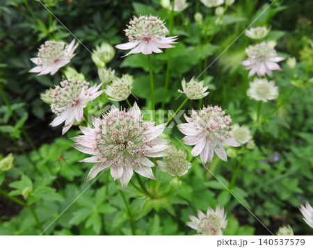 セリ科の多年草「アストランティア」の花 140537579