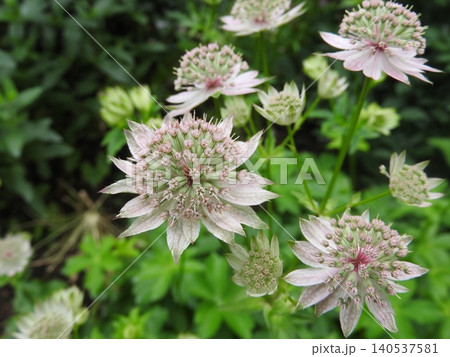 セリ科の多年草「アストランティア」の花 セリ科の多年草「アストランティア」の花 140537581