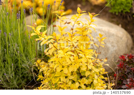 decorative spirea shrub with yellow foliage 140537690