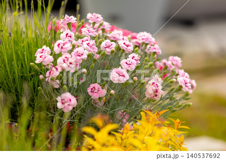 pink dianthus flowers blooming in a sunny garden pink dianthus flowers blooming in a sunny garden 140537692