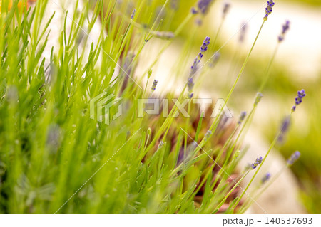 green lavender bush with young purple flower buds starting to bloom in a sunny summer garden green lavender bush with young purple flower buds starting to bloom in a sunny summer garden 140537693