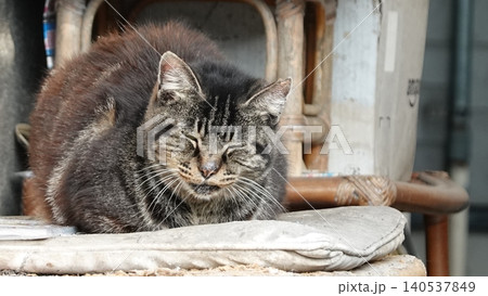 かわいい野良猫 140537849