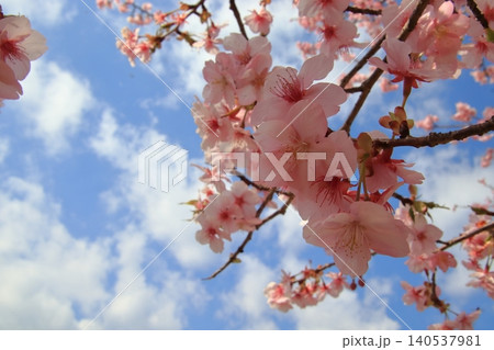 満開の桜 満開の桜 140537981