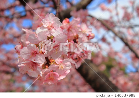 満開の桜 満開の桜 140537999