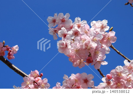 満開の桜 満開の桜 140538012