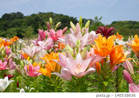 色とりどりのユリの花 色とりどりのユリの花 140538636