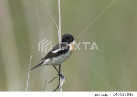 ノビタキのオス・草原にとまる美しい野鳥の姿 ノビタキのオス・草原にとまる美しい野鳥の姿 140538842