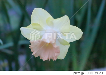 春の庭に咲く白い花びらに薄いピンク色の副花冠のラッパズイセンの花 140539341