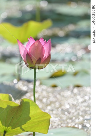池に咲くハスの花 池に咲くハスの花 140539590