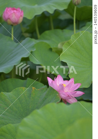 蓮の花 140539609