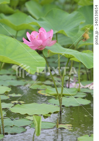池に咲くハスの花 池に咲くハスの花 140539654