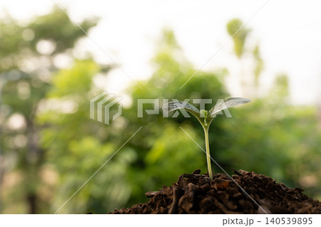 growing pumpkin with lush green tree background 140539895