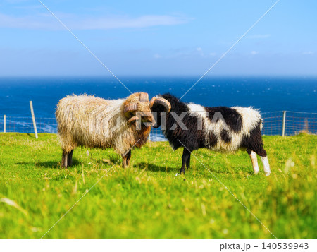 Typical Faroe Islands summer landscape with sheep grazing on green meadows by the ocean. 140539943
