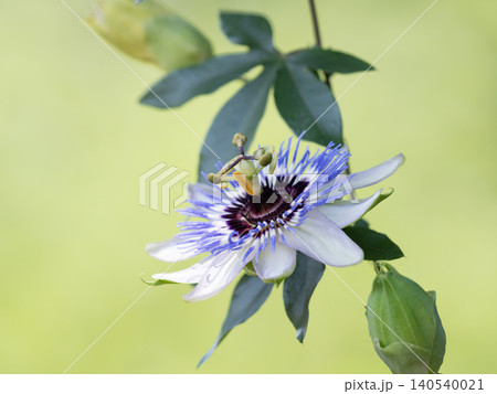 トケイソウの花のアップ トケイソウの花のアップ 140540021