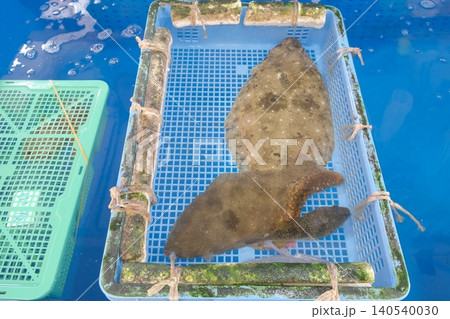 魚市場の水槽にいるヒラメ 140540030