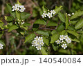 カマツカの花 140540084